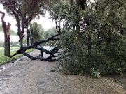 Albero caduto Villa Pamphili